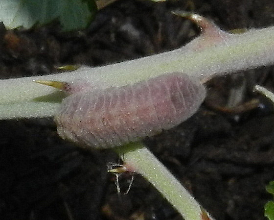 bruco di Celastrina argiolus