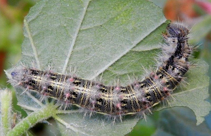 la tana della cardui