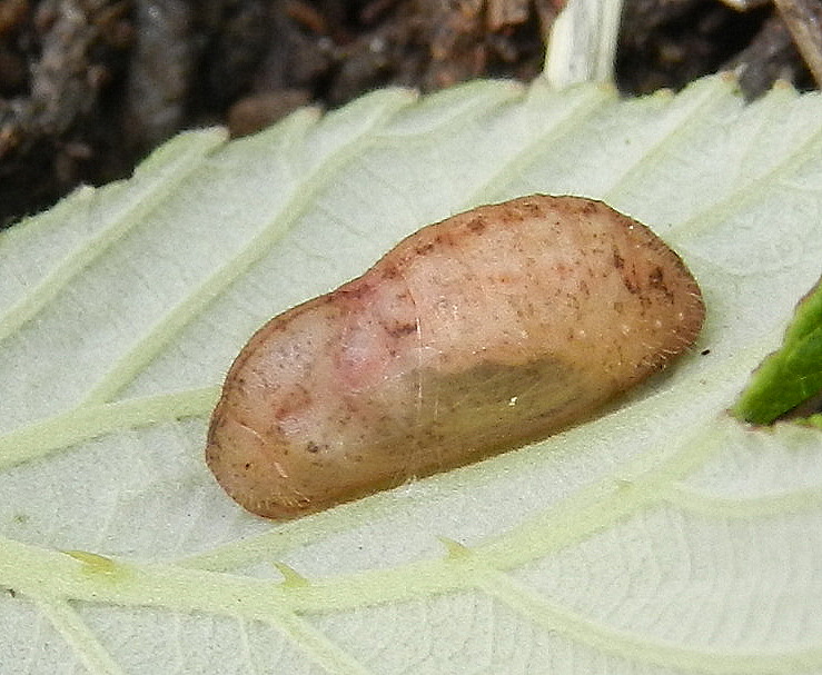 bruco di Celastrina argiolus