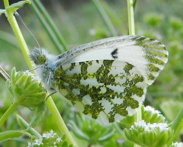 Anthocharis cardamines