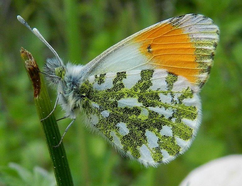 Anthocharis cardamines