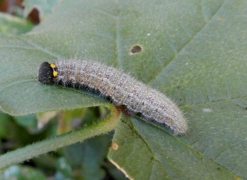 Carcharodus alceae - larva