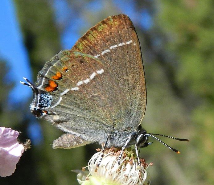 due Satyrium, spini e ilicis