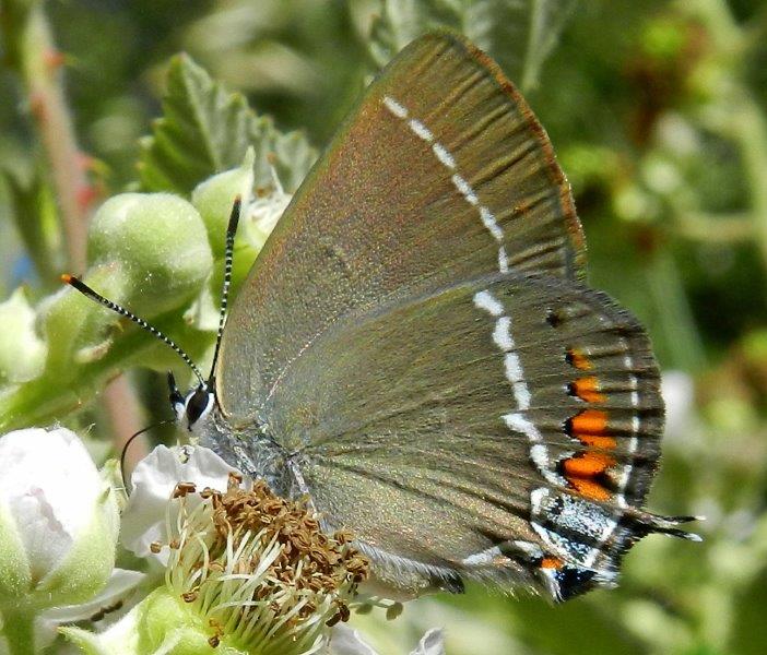 due Satyrium, spini e ilicis