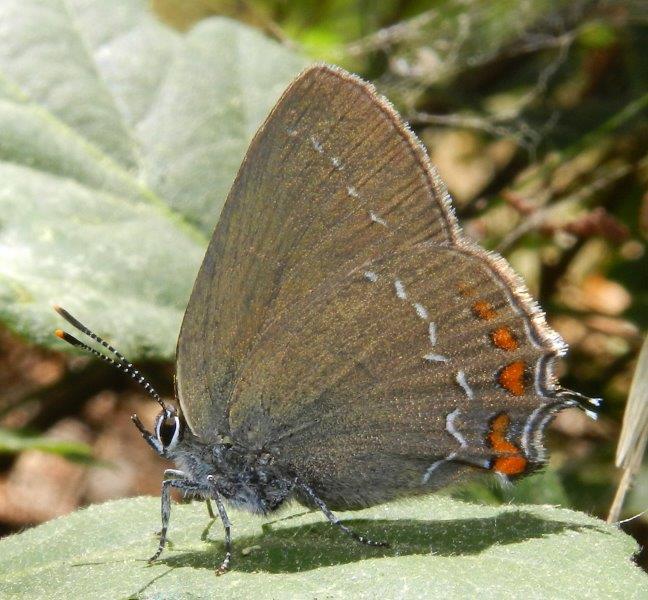 due Satyrium, spini e ilicis