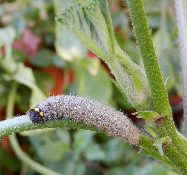 Carcharodus alceae - larva