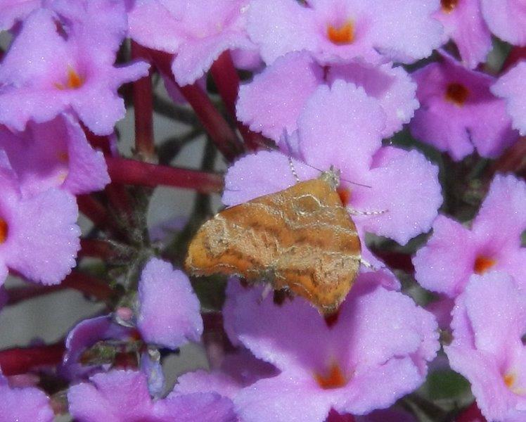 e'' una micro? Choreutis nemorana