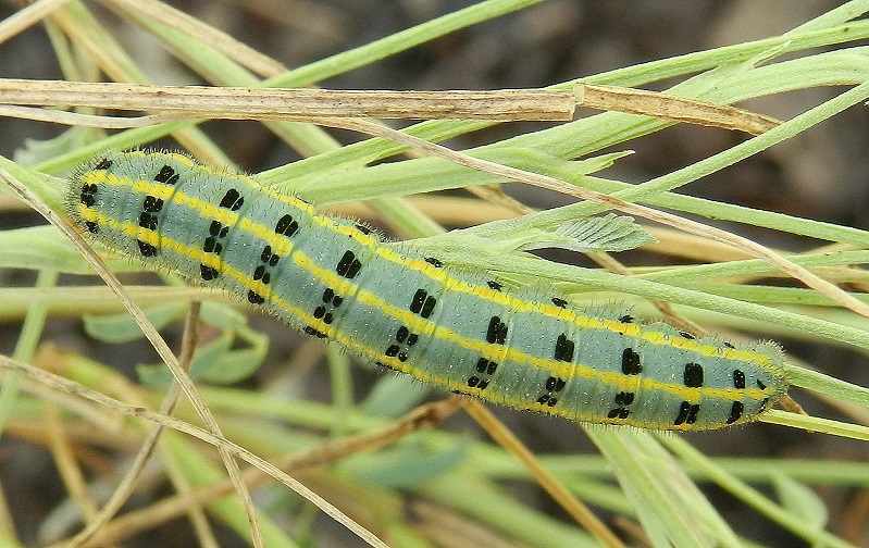 Colias alfacariensis - bruco