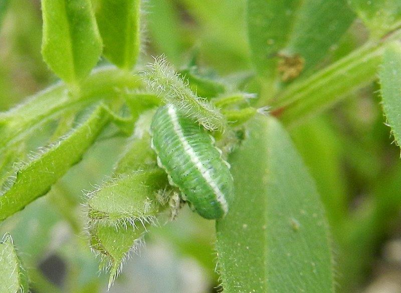 larva di Licenide?
