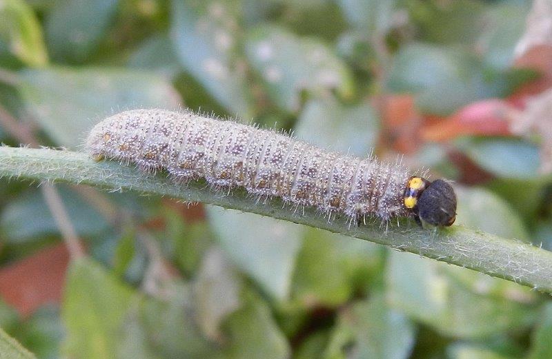 Carcharodus alceae - larva