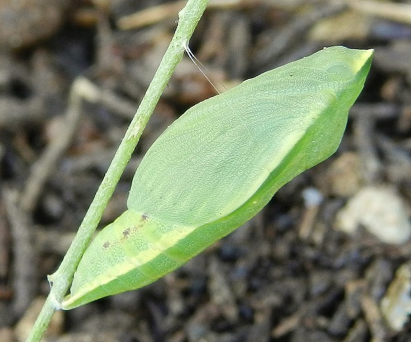 Colias alfacariensis - bruco