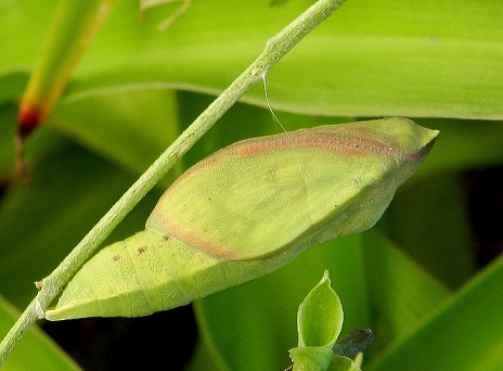 Colias alfacariensis - bruco