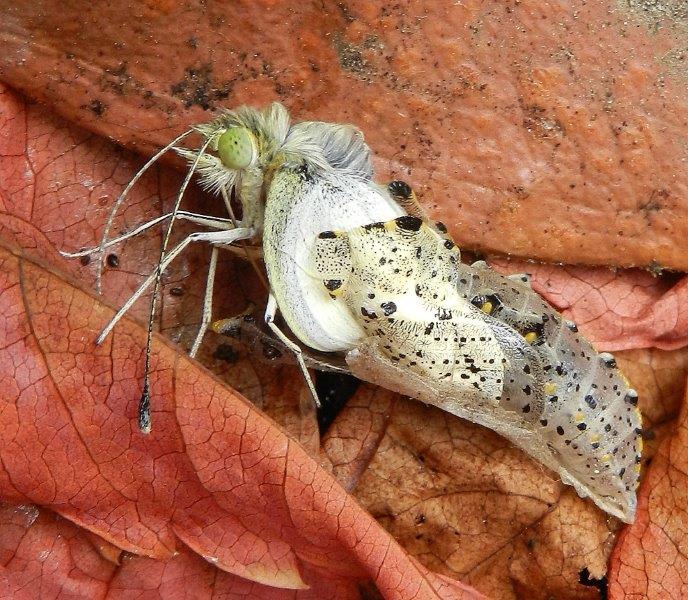 uffa! la solita Pieris brassicae...