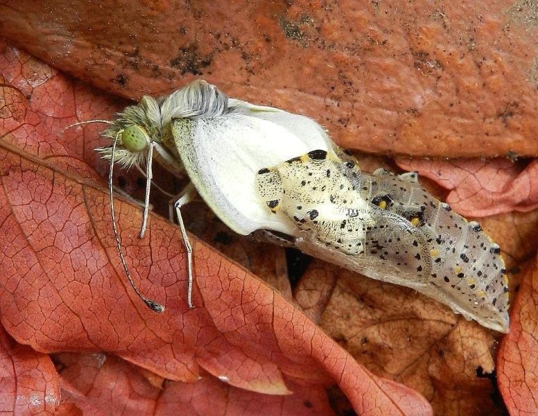 uffa! la solita Pieris brassicae...