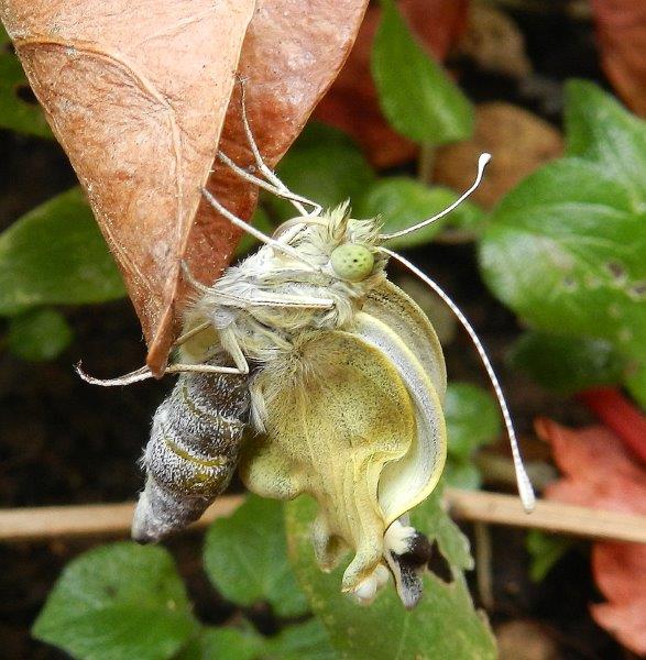 uffa! la solita Pieris brassicae...
