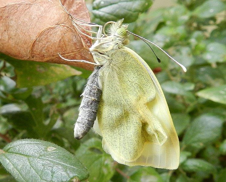 uffa! la solita Pieris brassicae...