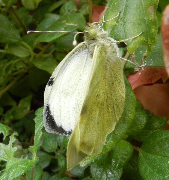 uffa! la solita Pieris brassicae...