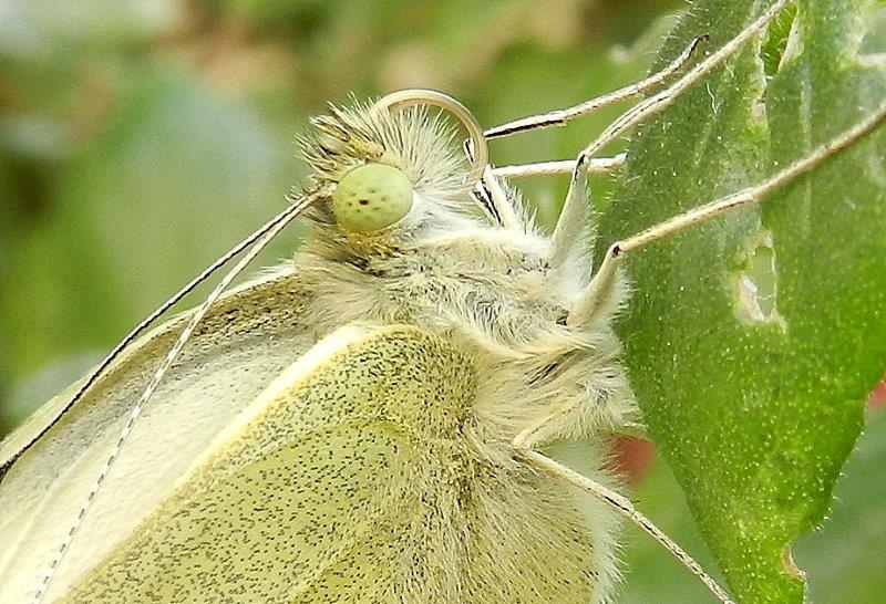 uffa! la solita Pieris brassicae...