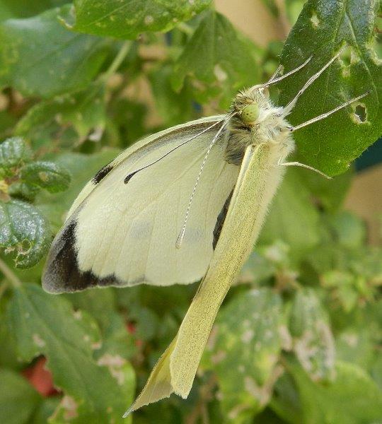 uffa! la solita Pieris brassicae...