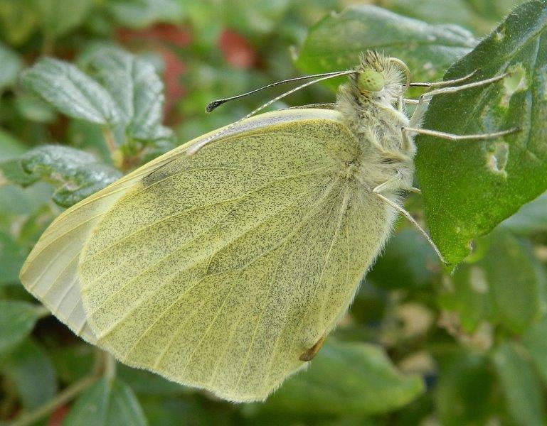 uffa! la solita Pieris brassicae...