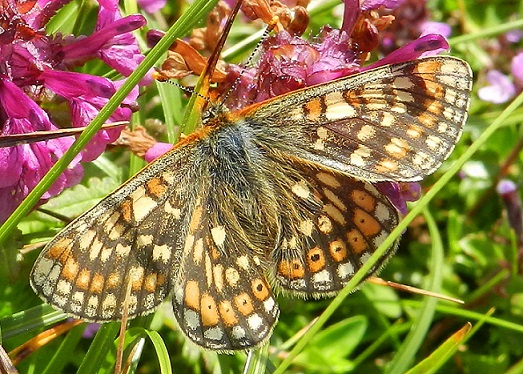 dubbi con Euphydryas: Euphydryas glaciegenita