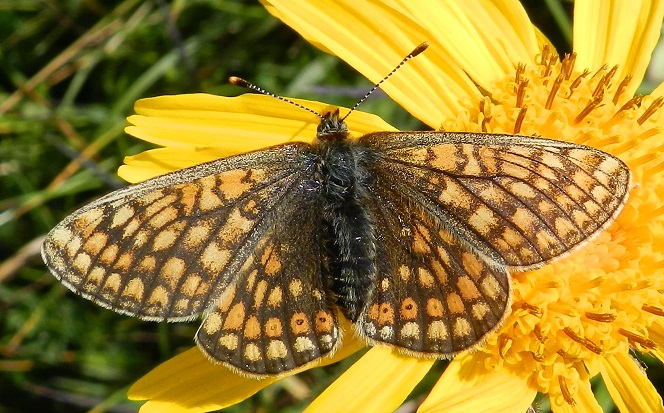dubbi con Euphydryas: Euphydryas glaciegenita