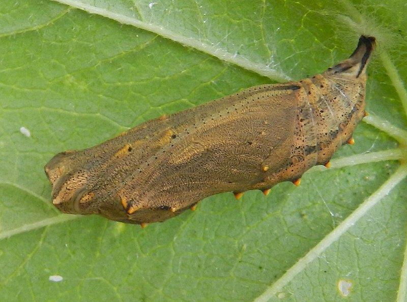 la tana della cardui