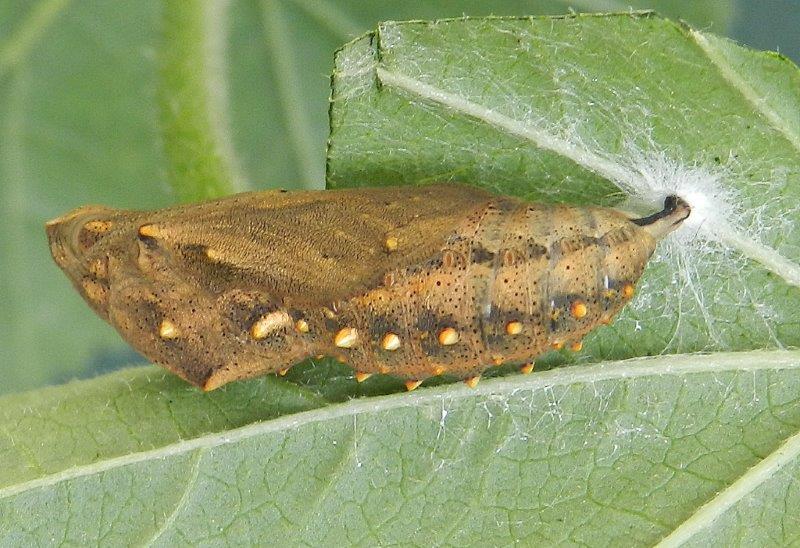 la tana della cardui