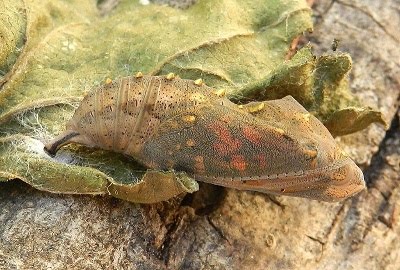 crisalide da identificare - Vanessa antiopa