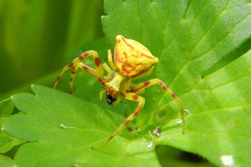 Thomisus onustus - Lama Balice (BA)