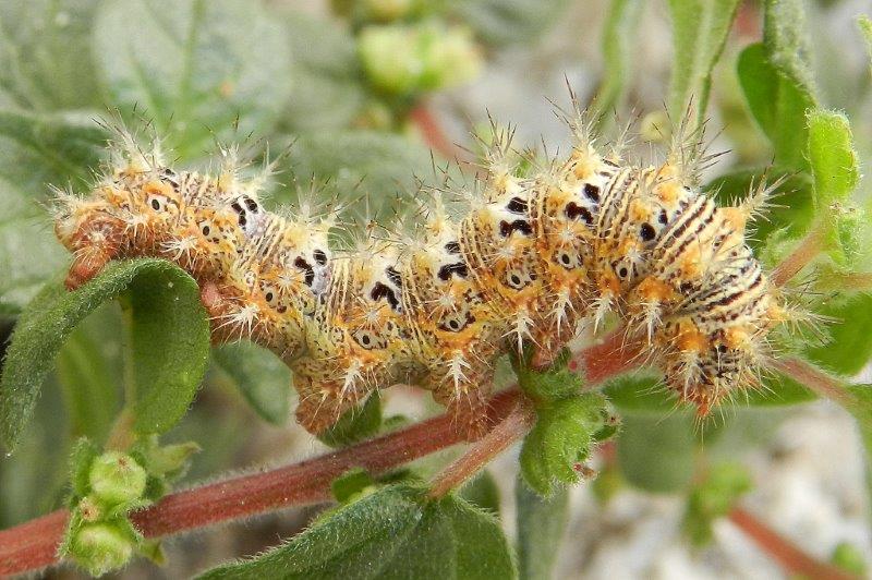 Polygonia egea - bruco e crisalide