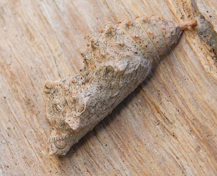 Polygonia egea - bruco e crisalide