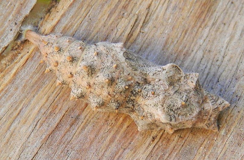 Polygonia egea - bruco e crisalide