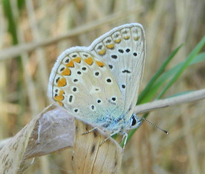 passeggiata lungo il fiume Ofanto