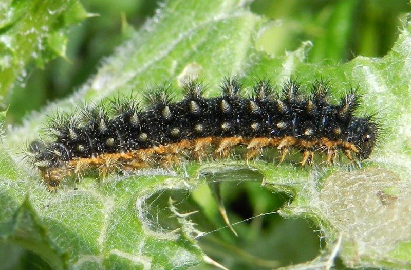 bruco di Melitaea phoebe