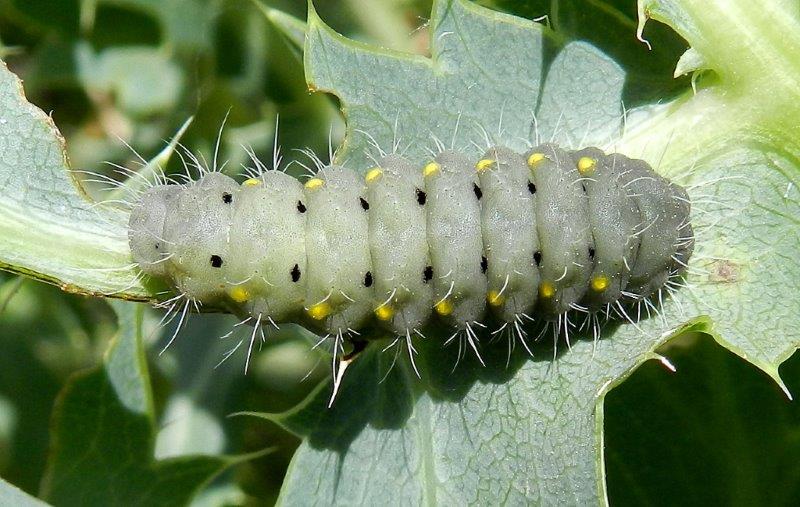 bruco Zygaena (Mesembrynus) erythrus?