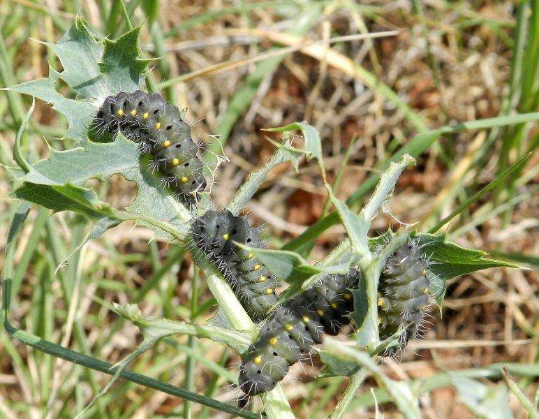 bruco Zygaena (Mesembrynus) erythrus?