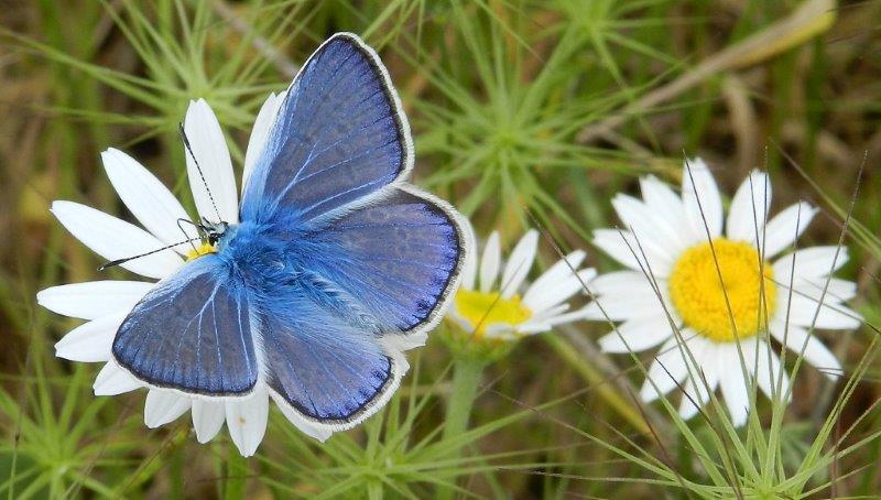 lo splendore dell''icarus - Polyommatus (Polyommatus) icarus