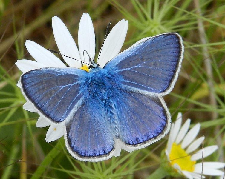 lo splendore dell''icarus - Polyommatus (Polyommatus) icarus