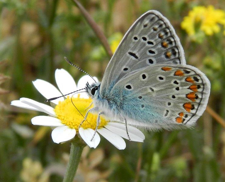 lo splendore dell''icarus - Polyommatus (Polyommatus) icarus