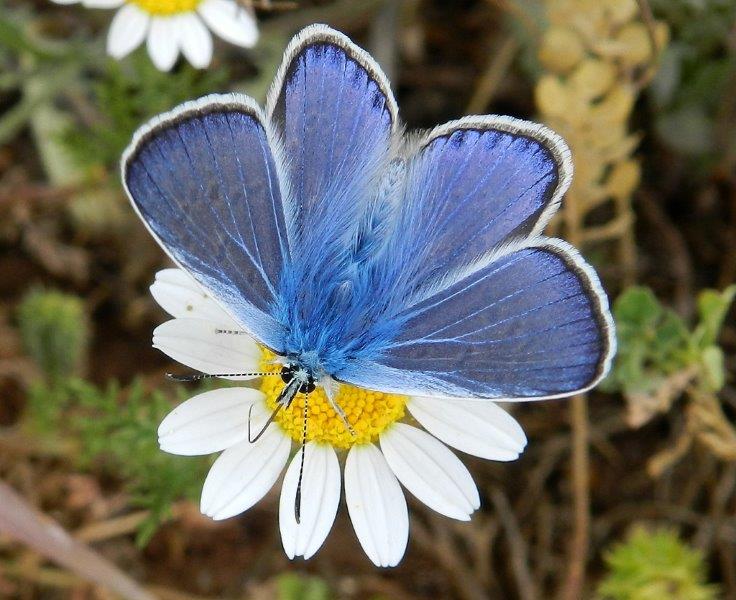 lo splendore dell''icarus - Polyommatus (Polyommatus) icarus