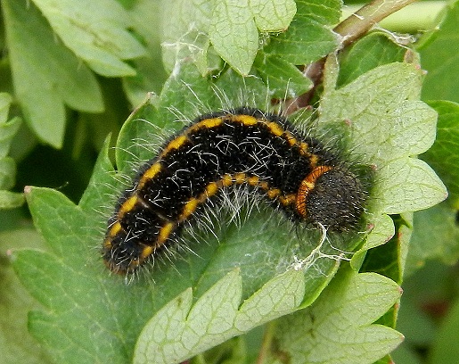 larva di Spialia sertorius (Hesperiidae)