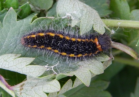 larva di Spialia sertorius (Hesperiidae)