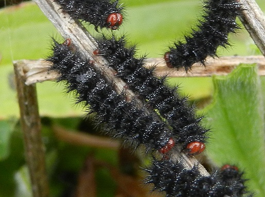 Melitaea cinxia, bruchi in aggregazione