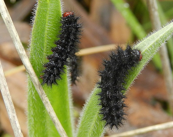 Melitaea cinxia, bruchi in aggregazione