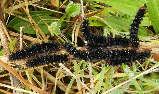 Melitaea cinxia, bruchi in aggregazione