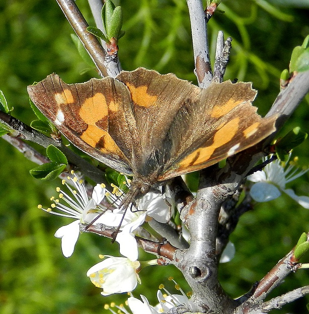 Libythea celtis