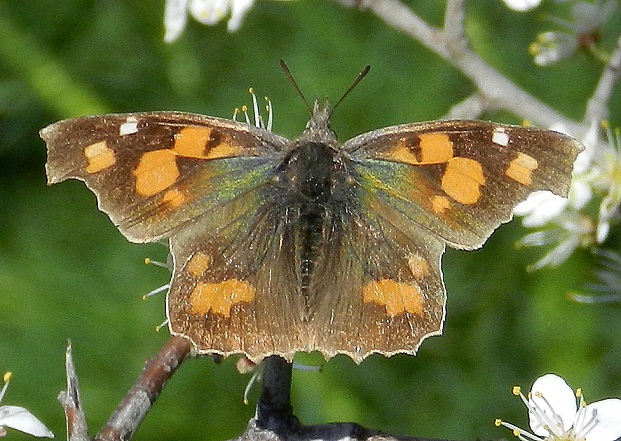 Libythea celtis