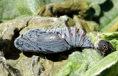 crisalide di Carcharodus alceae