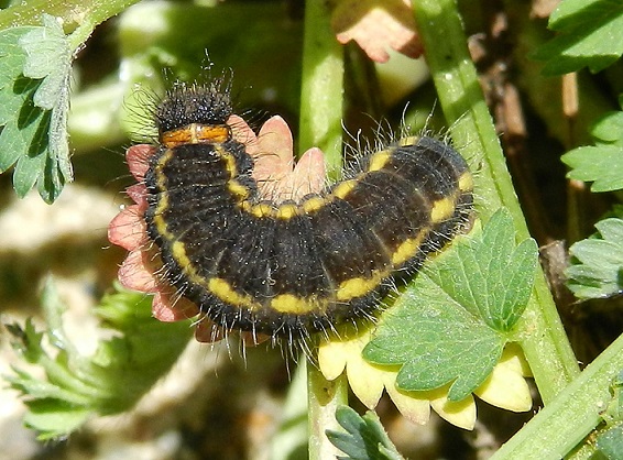 larva di Spialia sertorius (Hesperiidae)